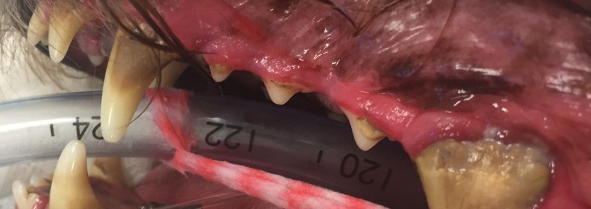 Pet dental disease