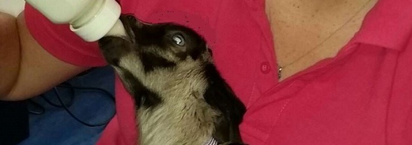 Tick Paralysis in Small Stock